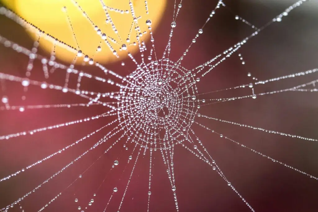 A close-up view of a spiderweb adorned with dew droplets creating a natural pattern.